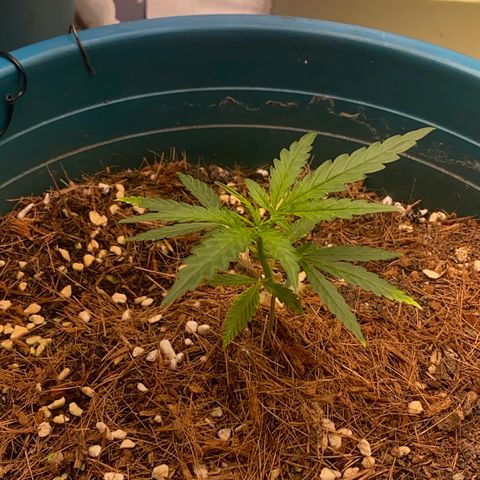 DankBerry  growlog timeline photo