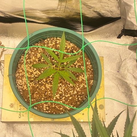 DankBerry  growlog timeline photo