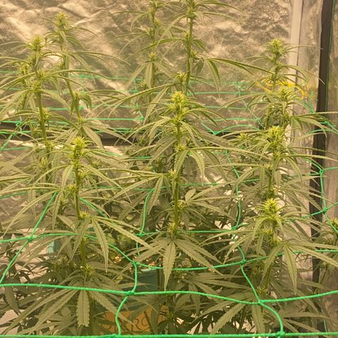 DankBerry  growlog timeline photo
