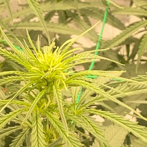 DankBerry  growlog timeline photo