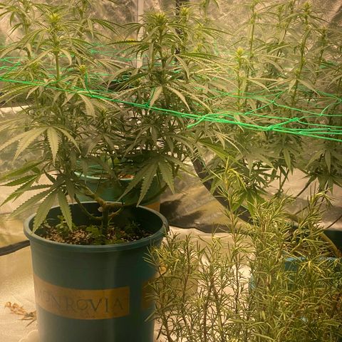 DankBerry  growlog timeline photo