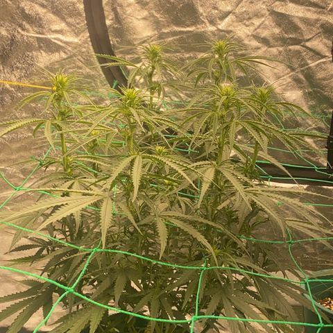 DankBerry  growlog timeline photo