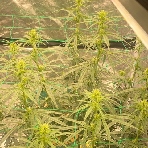 DankBerry  growlog timeline photo