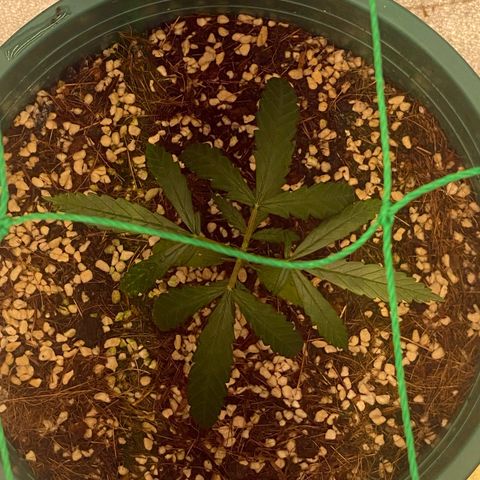 DankBerry  growlog photo: Pha 1000ml / root :1 / đạm cá : 1,5
Tưới mỗi cây 500ml , 2 ngày tưới 1 lần 