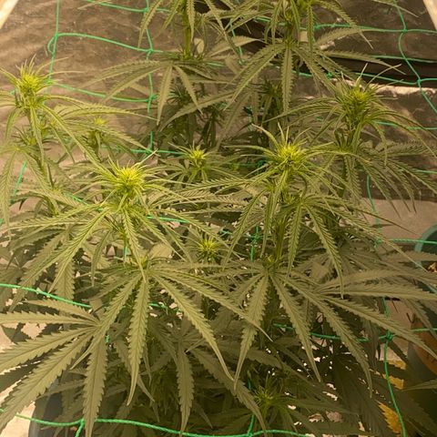 DankBerry  growlog timeline photo