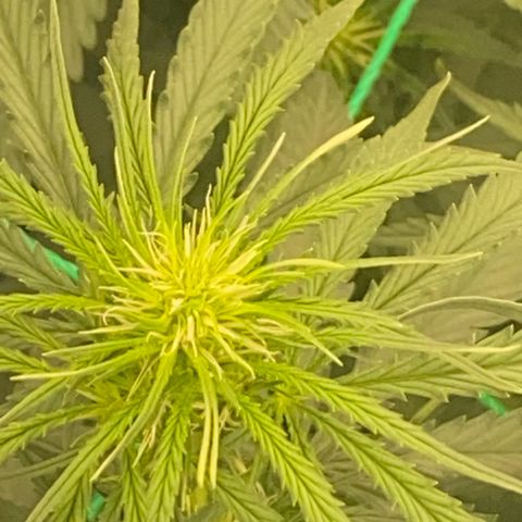DankBerry  growlog timeline photo