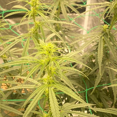 DankBerry  growlog timeline photo