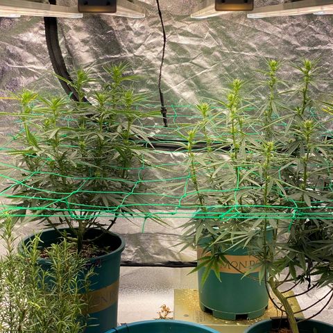 DankBerry  growlog timeline photo