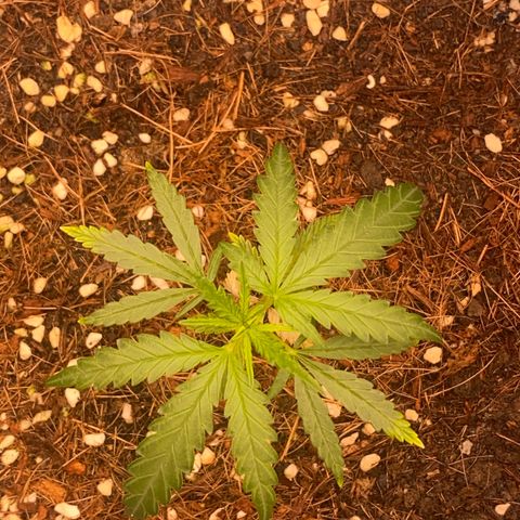 DankBerry  growlog timeline photo