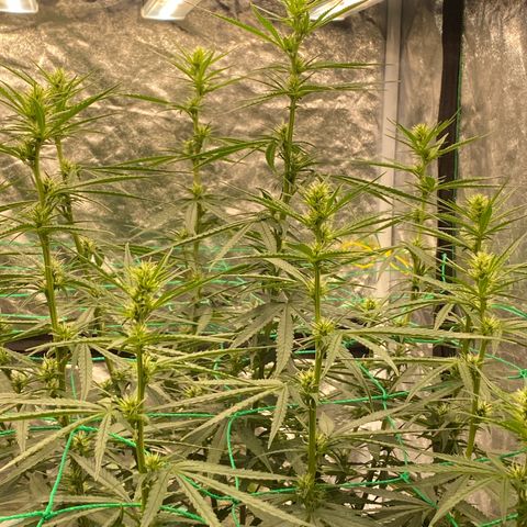DankBerry  growlog timeline photo