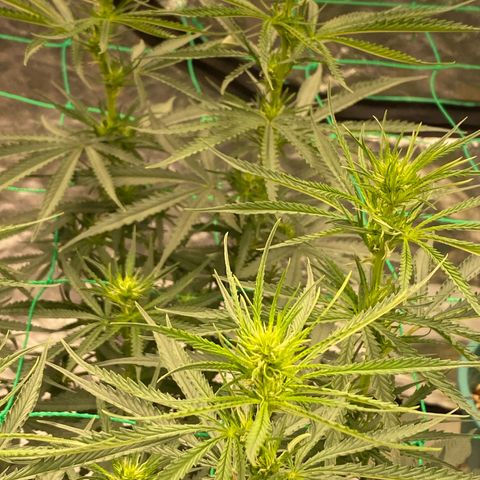 DankBerry  growlog timeline photo