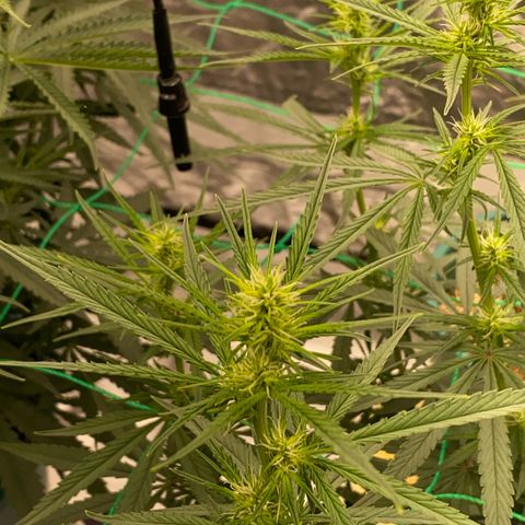 DankBerry  growlog timeline photo
