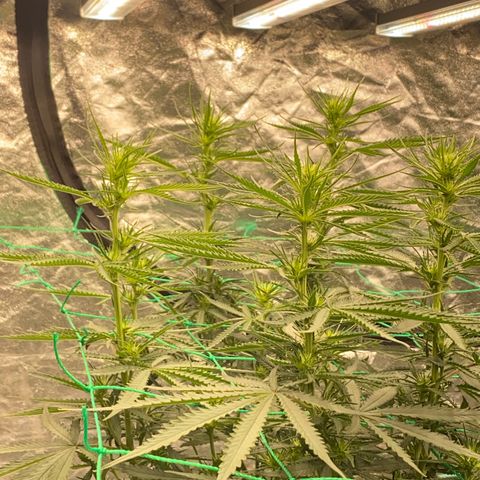 DankBerry  growlog timeline photo
