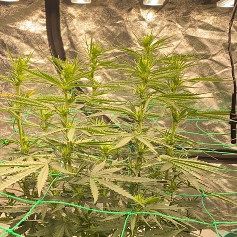 DankBerry  growlog timeline photo