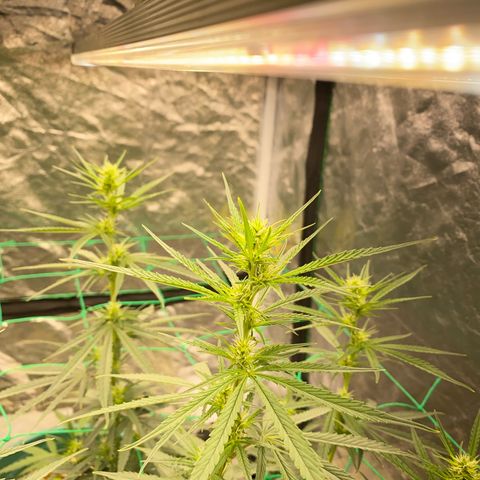 DankBerry  growlog timeline photo