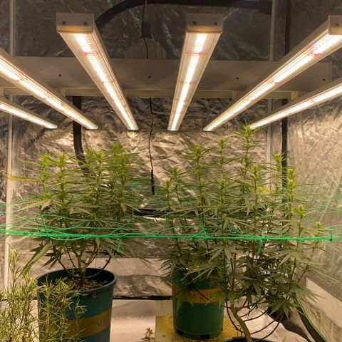 DankBerry  growlog timeline photo