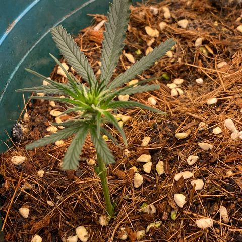DankBerry  growlog timeline photo