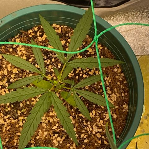 DankBerry  growlog timeline photo