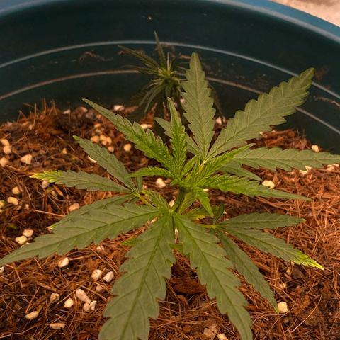 DankBerry  growlog timeline photo