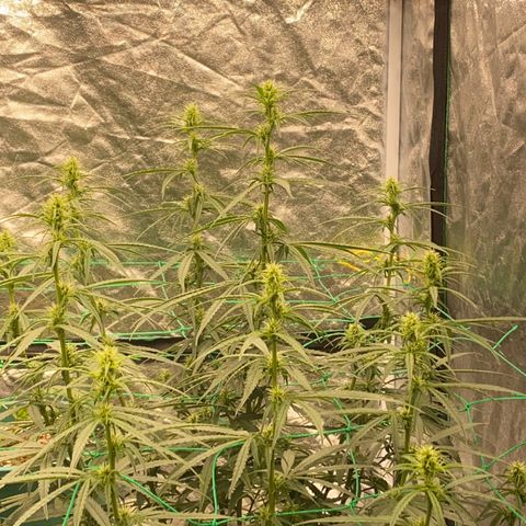 DankBerry  growlog timeline photo