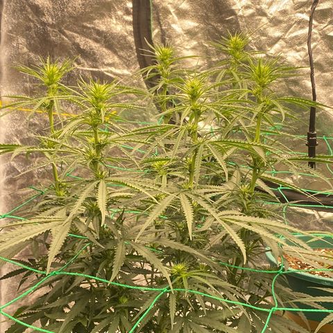 DankBerry  growlog timeline photo