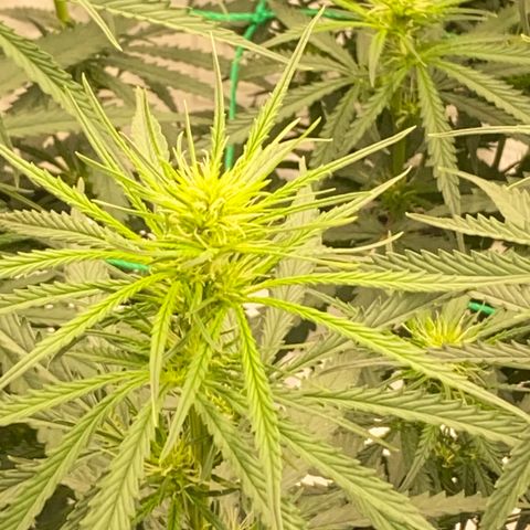 DankBerry  growlog timeline photo