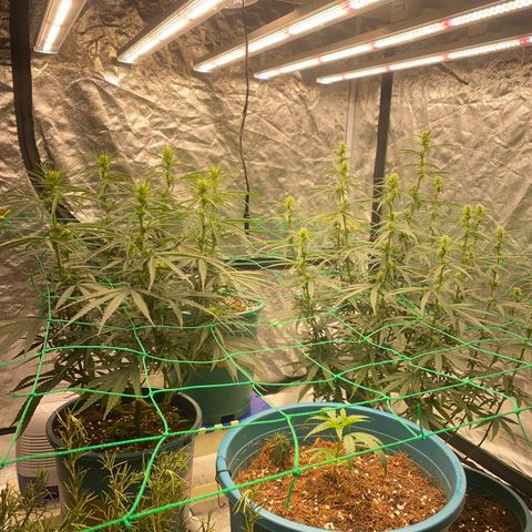 DankBerry  growlog timeline photo