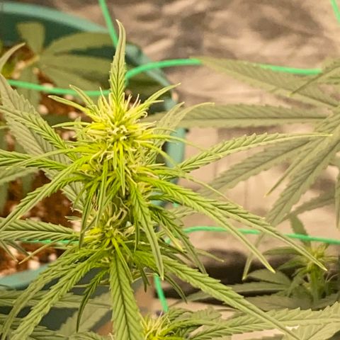 DankBerry  growlog timeline photo