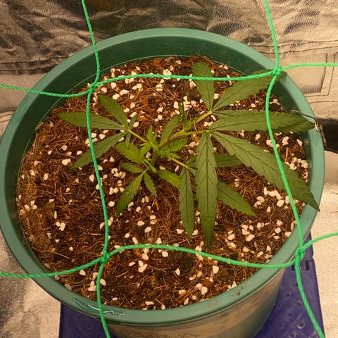 DankBerry  growlog timeline photo