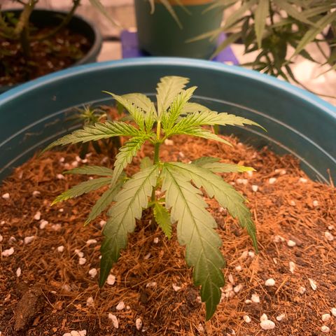 DankBerry  growlog timeline photo