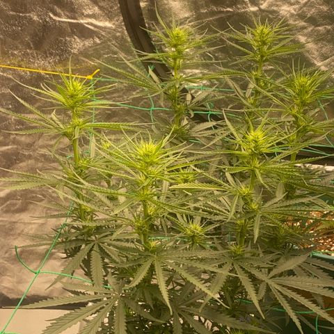 DankBerry  growlog timeline photo