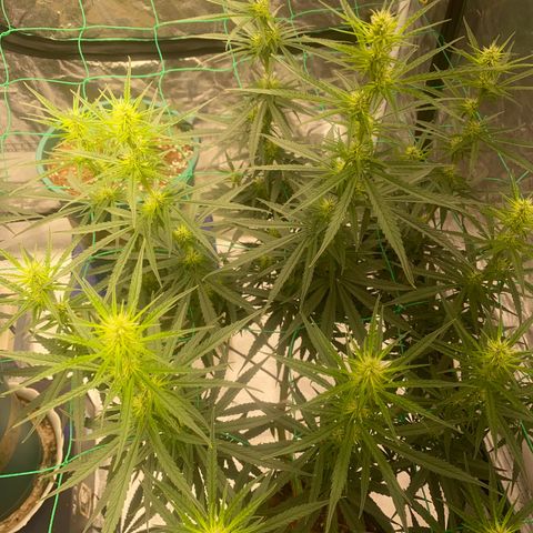 DankBerry  growlog timeline photo