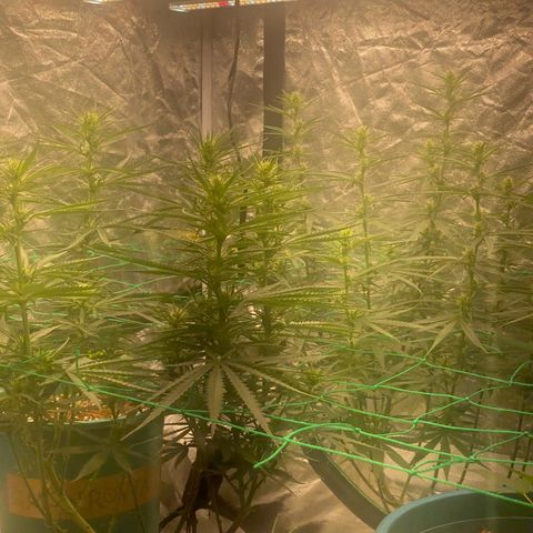 DankBerry  growlog timeline photo