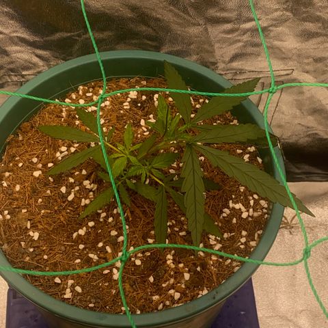 DankBerry  growlog timeline photo