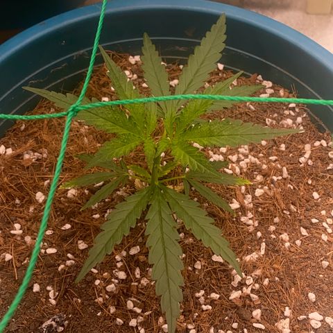DankBerry  growlog timeline photo