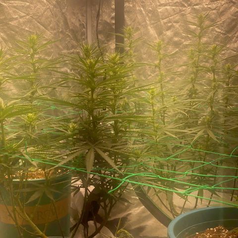 DankBerry  growlog timeline photo