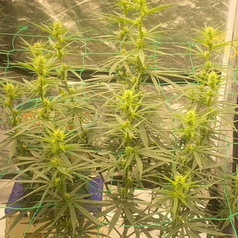 DankBerry  growlog timeline photo
