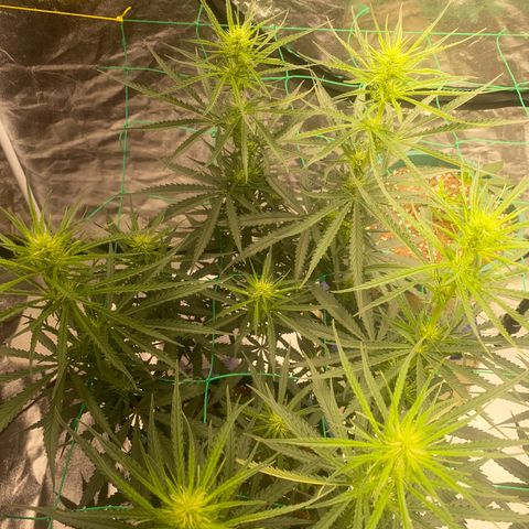 DankBerry  growlog timeline photo