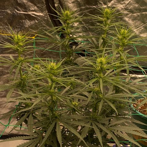 DankBerry  growlog timeline photo