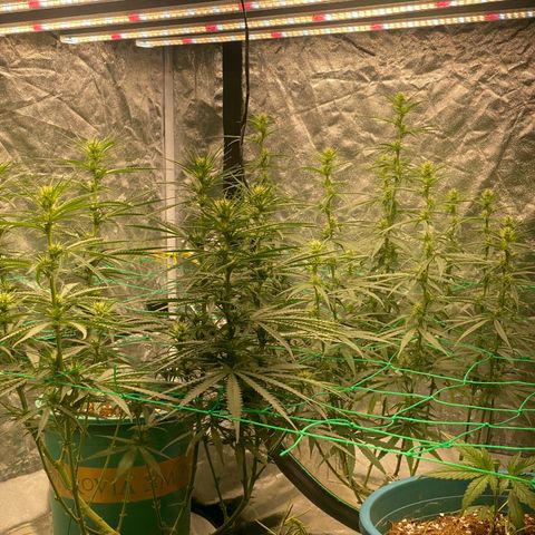 DankBerry  growlog timeline photo