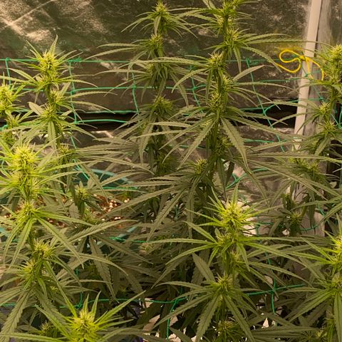 DankBerry  growlog timeline photo