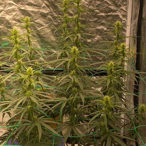 DankBerry  growlog timeline photo
