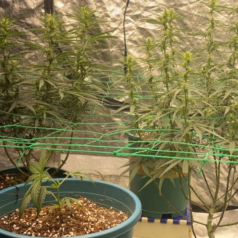 DankBerry  growlog timeline photo