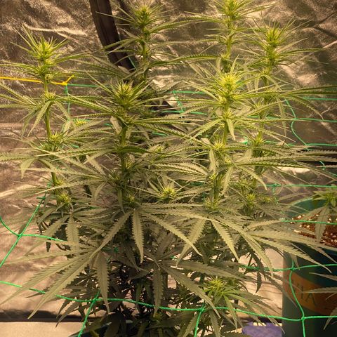 DankBerry  growlog timeline photo
