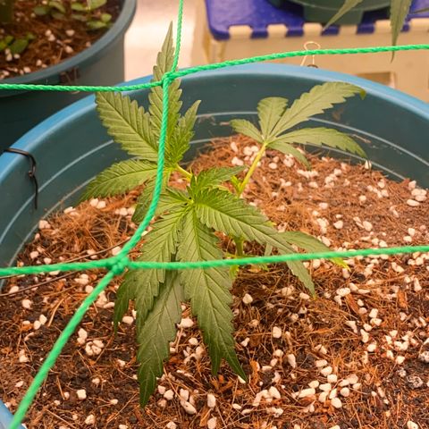 DankBerry  growlog timeline photo