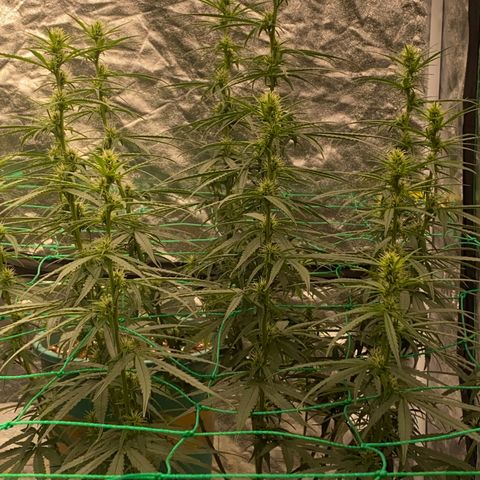 DankBerry  growlog timeline photo