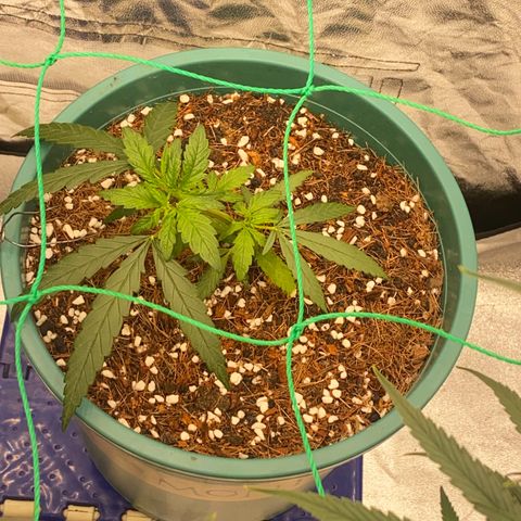 DankBerry  growlog timeline photo