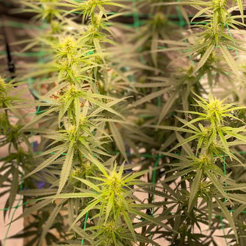 DankBerry  growlog timeline photo