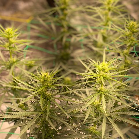 DankBerry  growlog timeline photo