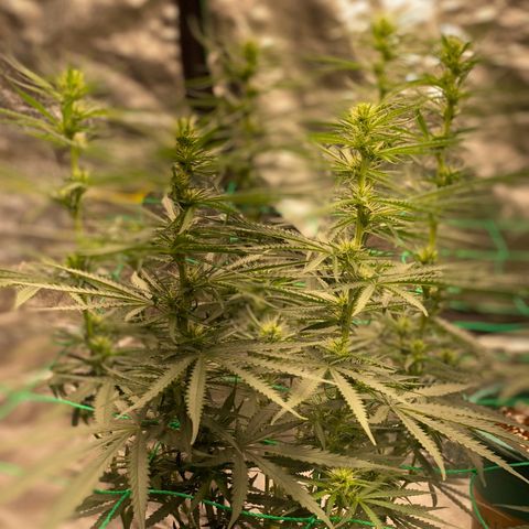 DankBerry  growlog timeline photo